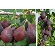 Крыжовник Грушенька Р9