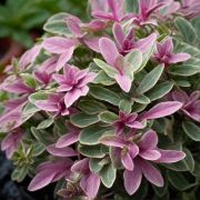 Живучка аюга Принцесса Надя  0,1 л июнь 26