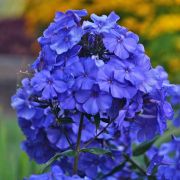 Флокс метельчатый Блю Парадиз 0,1л июнь 26