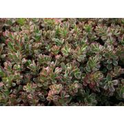 Очиток Триколор 0,1л июнь 26