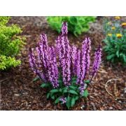 Шалфей дубравный Миднайт Роуз 0,1л июнь 26