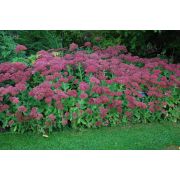 Очиток Бриллиант 0,1л июнь 26