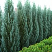 Можжевельник скальный Блю Айвори 0,5л