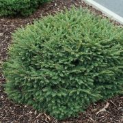 Ель сербская Карел Р9