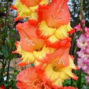 ГЛАДИОЛУС Пр.Маргарет Роуз