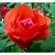 МОДЕН ФАЙРГЛОУ (Morden Fireglow) Канадская роза