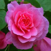 МОДЕН ЦЕНТЕННИАЛ (Morden Centennial) Канадская роза