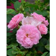 ПРАЙР ДЖОУ (Prairie Joy) Канадская роза