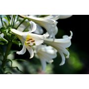 Лилия Уайт Лантерн