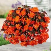 БЕГОНИЯ Пендула Оранжевая