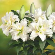 Лилия Роузлили Сита