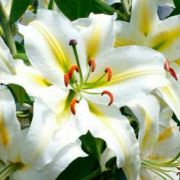 Лилия ЛЕГЕНДА