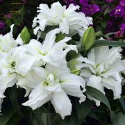 Лилия Розелили Анжелла восточная махровая/Lilium Roselily
