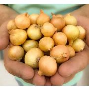 ЛУК севок Коррадо Россия