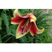 Лилия АФРИКАН ЛЕДИ