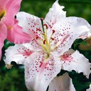 Лилия МУСКАДЕТ