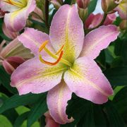 Лилия Фокус Покус