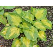 ХОСТА Авокадо