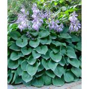 Хоста Блю Кадет