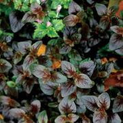 Вербенник  скученный Персидский  шоколад 0,1л июнь 26