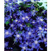 КЛЕМАТИС Арабелла 0,5л