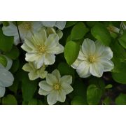 КЛЕМАТИС Джэрнси Крим 0,5л