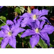 КЛЕМАТИС Лазурштерн 0,5л