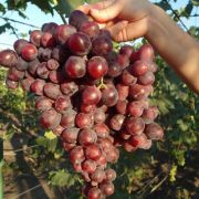 Подарок Несвятая