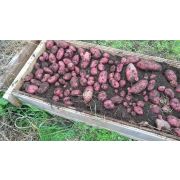 Картофель ШАРВАРИ ПИРОШКА  Супер-элита 2 кг