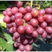 Виноград Памяти Учителя