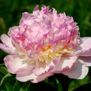 ПИОН Рэсперри Сандей