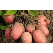 Картофель МИХАЙЛОВСКИЙ  суперэлита 2 кг