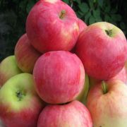 Яблоня Мантет