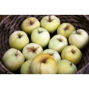 Яблоня Антоновка