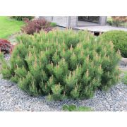 Сосна горная  Мугус 05, л