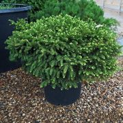 Ель Нидиформис