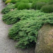 Можжевельник Грин Карпет 2л