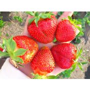 Царица (0,2л) весна 26