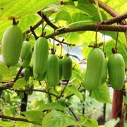 Актинидия Сладкая палочка 3л