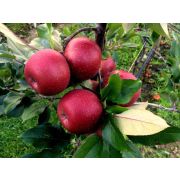 Яблоня Ред Кэтти (Красномясая) ЗКС 4л