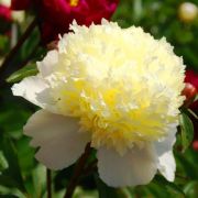 ПИОН Лаура Десерт корневище