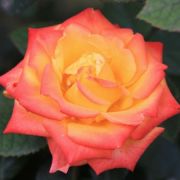 Самба (Samba) Европа