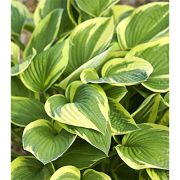 Хоста Ауреа Маргената