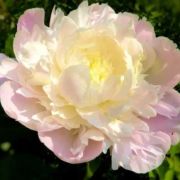 Пион Робайн