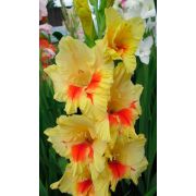 ГЛАДИОЛУС Джестер