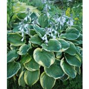 Хоста Крисмас Три