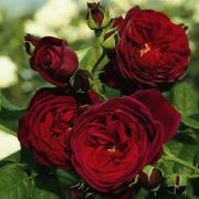 Астрид граффин фон харденберг (Astrid Grafin von Hardenberg)