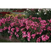 Помпонелла (Pomponella) Россия