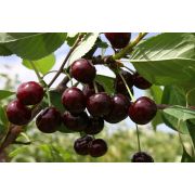 ДЮК Кормилица