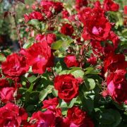 Роза Аделаида Худлес(Adelaide Hoodless)